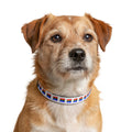 Pet Collar — Rainbow Pride Clip-On Collar (LGBTQ+ Support)